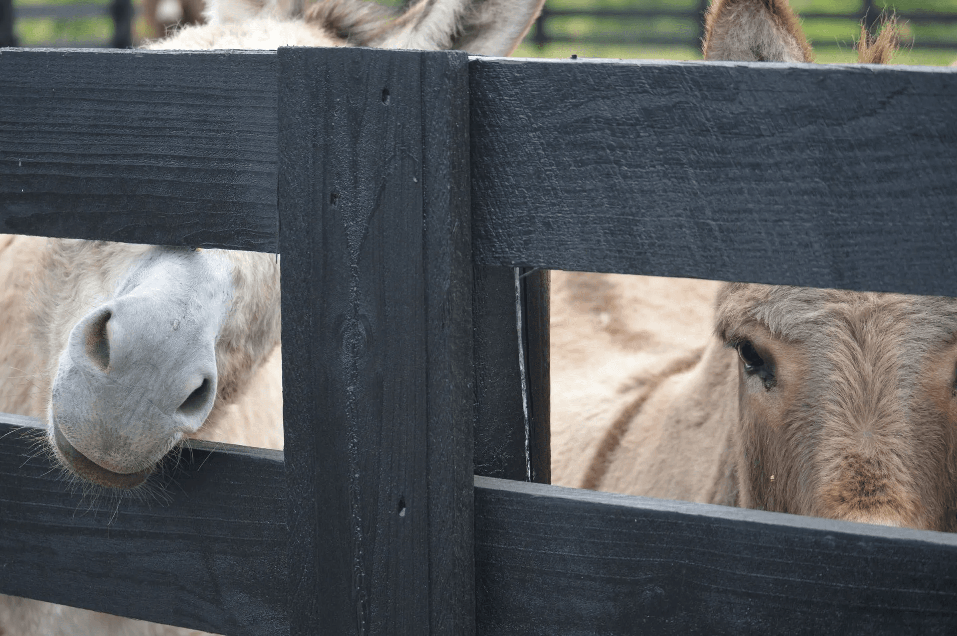 Farm & Agricultural Fencing